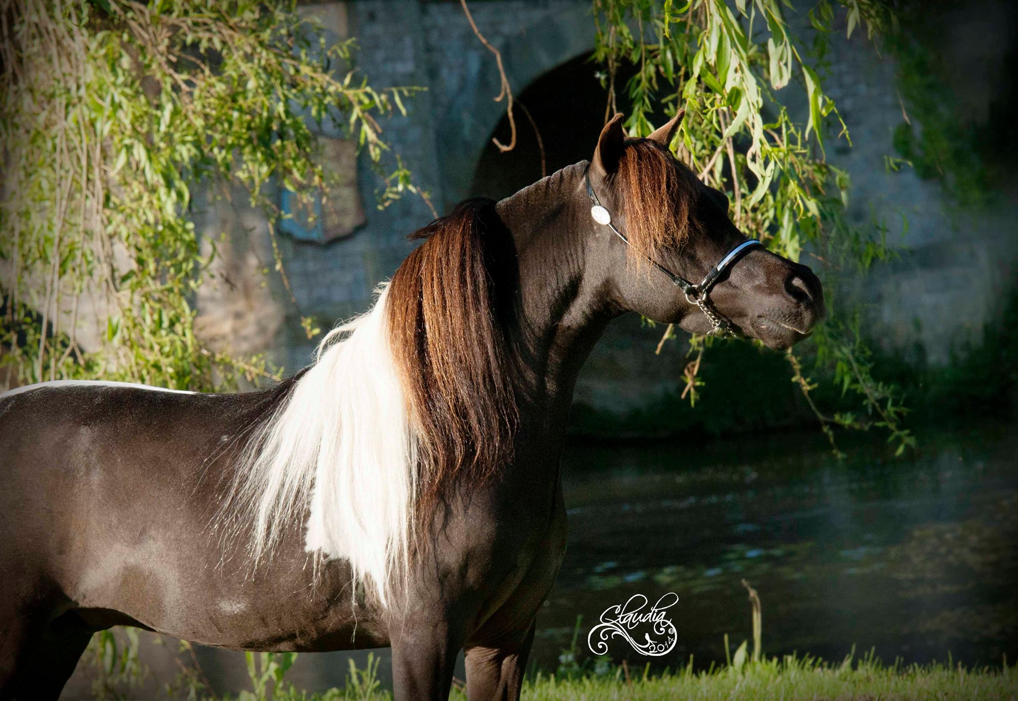 Uno Tom Thumb - American Miniature Horses